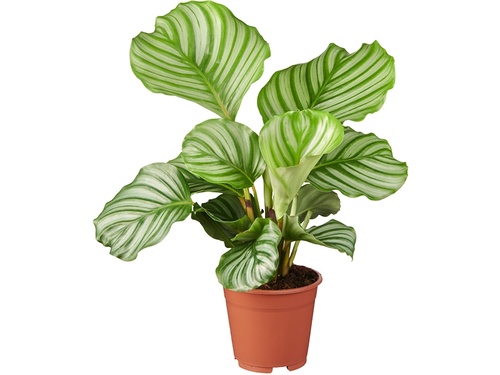 De Calathea kun je niet weerstaan