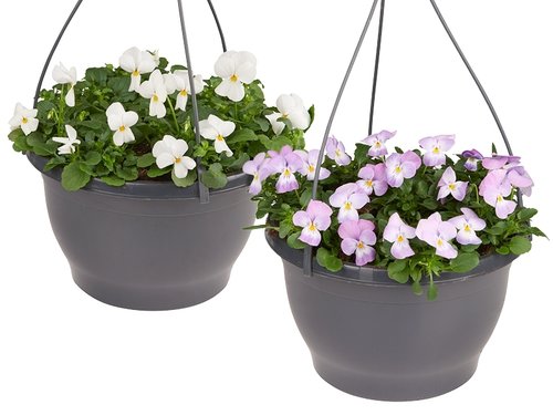 De flowerpower van bosviooltjes