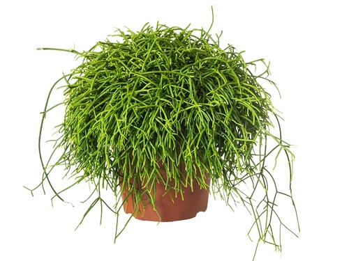 Rhipsalis: groen koraal!