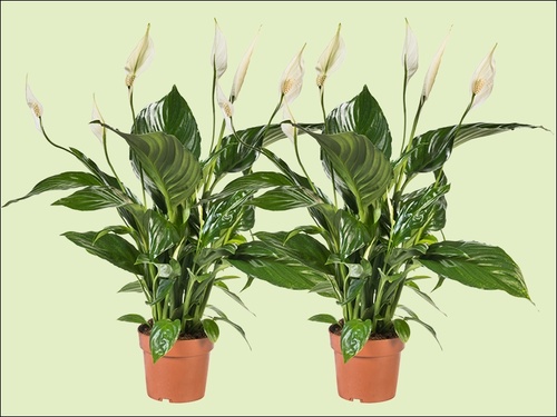 Spathiphyllum 'Sweet Ricardo': Stijlvol en Supermakkelijk