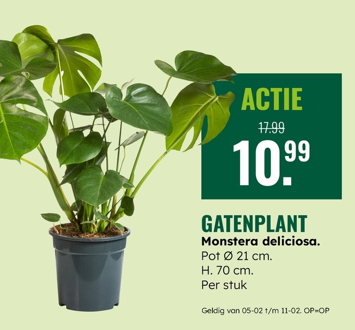 Weekaanbieding: Gatenplant