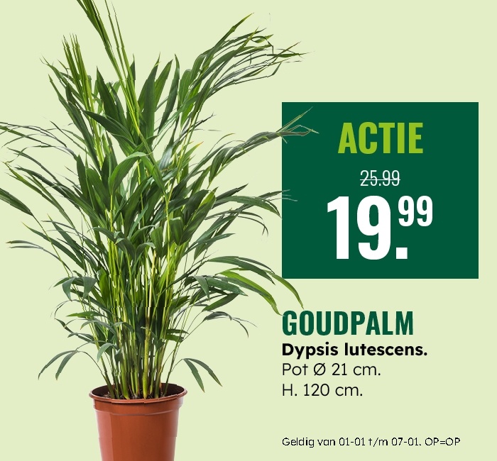 Weekaanbieding: Goudpalm