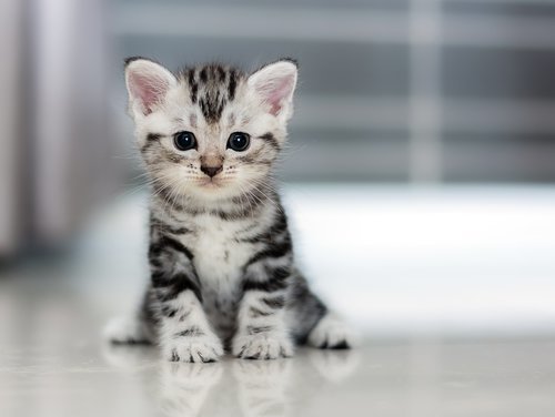 Bijna dood ik ben trots Vaarwel Katten - GroenRijk Tuk